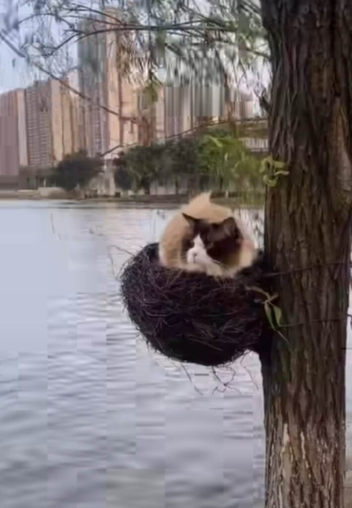 Katt har bosatt sig i fågelbo