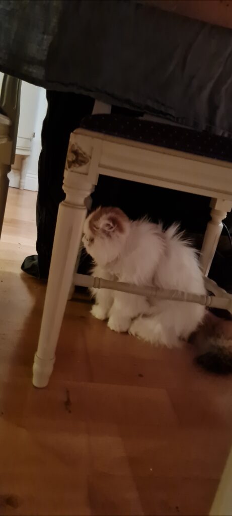 Perserkatten och dess ursprung