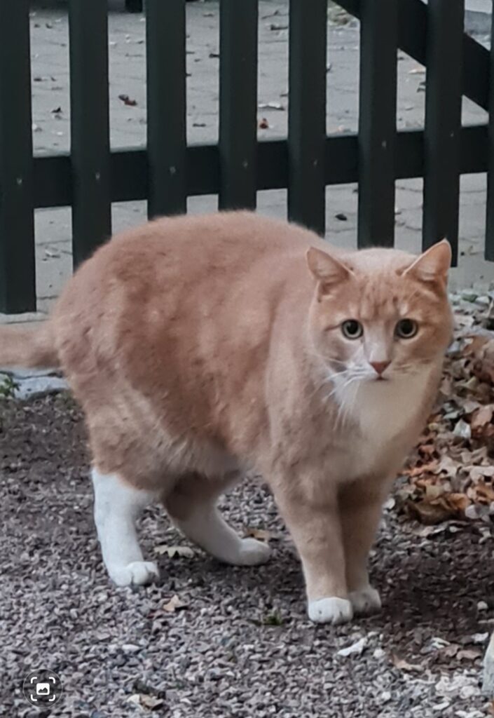 Vad har röda katter för intelligens och karaktär?