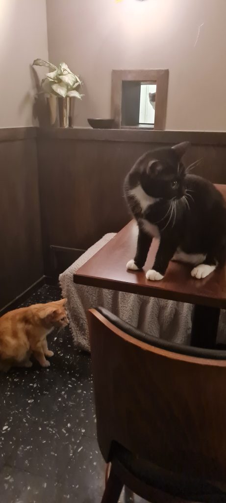 Företagsrekonstruktion på Java Whiskas kattcafé