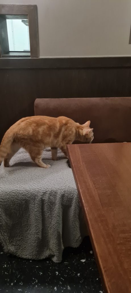 Företagsrekonstruktion på Java Whiskas kattcafé