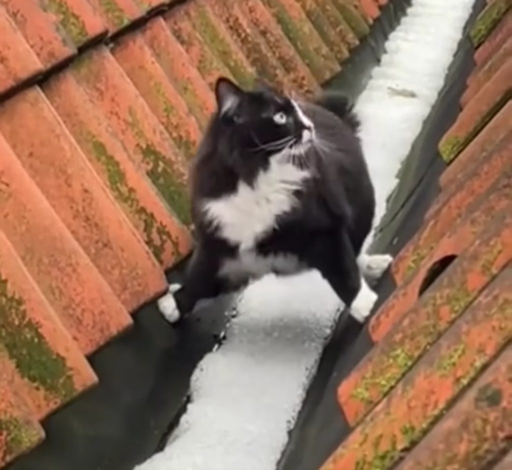 Här ser vi en katt gå på taket och vill ej nudda snön.