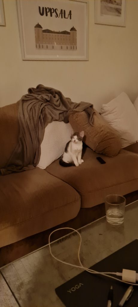 Detta är Livas katt om alltid sitter i mitten av soffan.