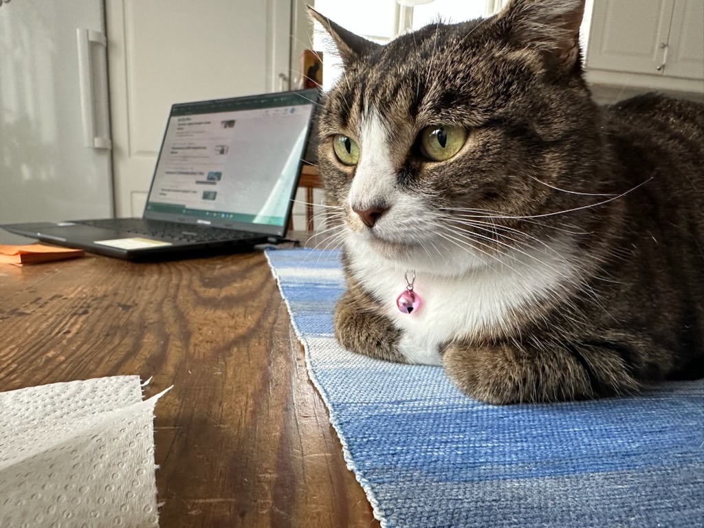 Att ha en katt på slottet