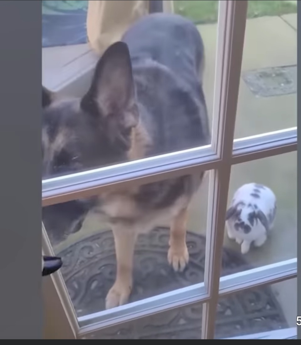 Vad ska man säga när hund och kanin är vänner?
