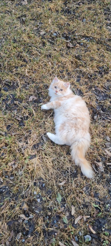 vit beige långhårig katt