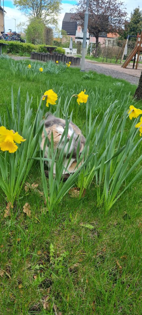 Katterna i Svartbäcken sitter alltid vid jämna blommor.