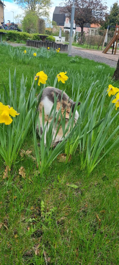 Koppla av vid högt gräs och jämna blommor det är vad katterna i Svartbäcken gillar. 
