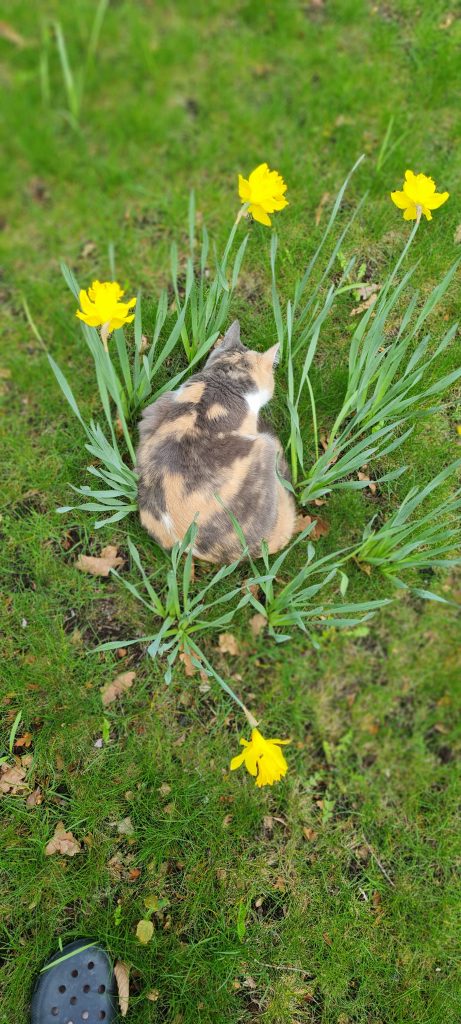 Katter och kattmaten