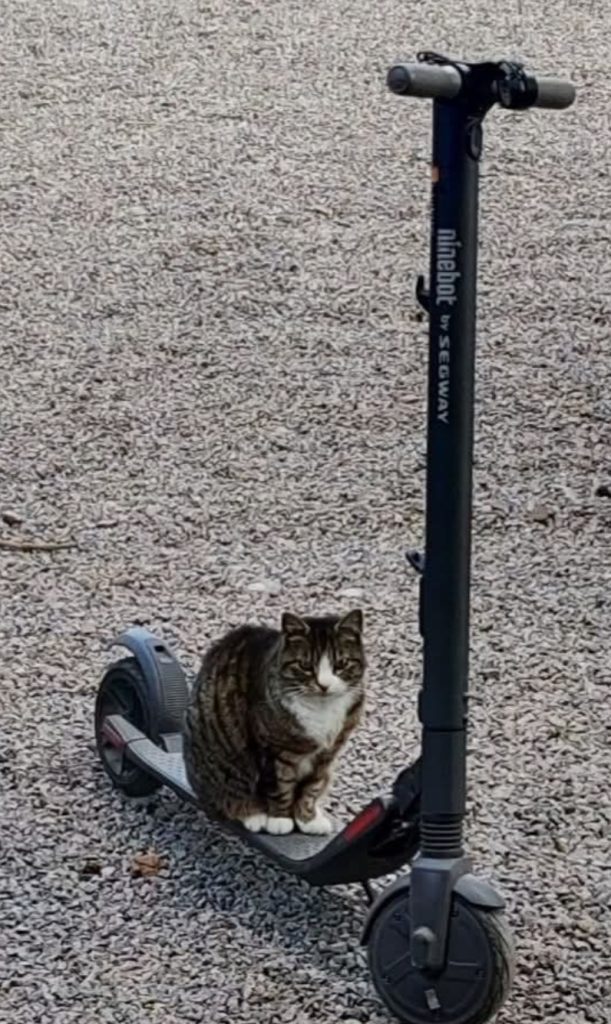 Varför sitter katten på en elcykel?